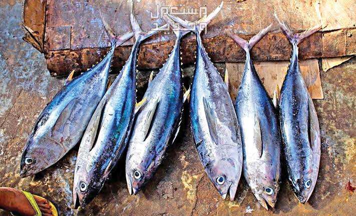 تعرف على انواع اسماك التونه المختلفة في الأردن اسماك التونه