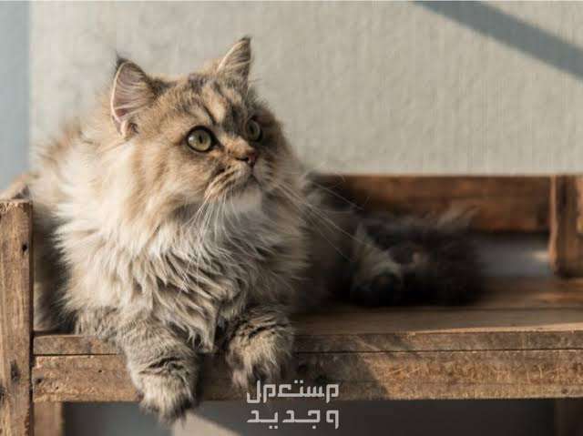 تعرف على عمر القطط الشيرازي والعوامل التي تتحكم فيه قط شيرازي
