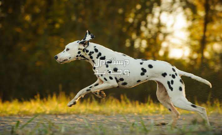 تعرف على كل ما يخص كلب دلميشن كلب دلميشن يركض