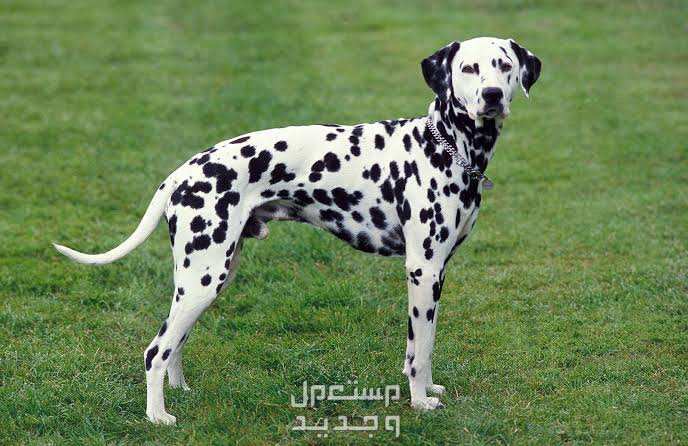 تعرف على كل ما يخص كلب دلميشن حجم كلب دلميشن