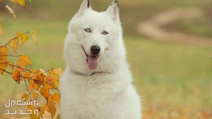كلب هاسكي ابيض تعرف عليه في السعودية الفرو الأبيض النقي لكلب الهاسكي الأبيض
