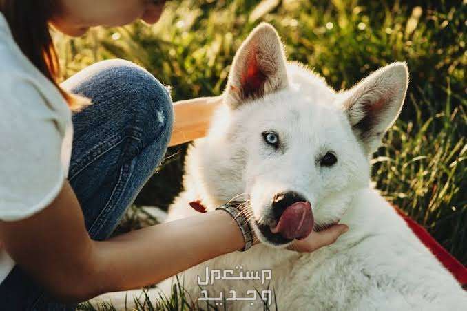 كلب هاسكي ابيض تعرف عليه في السعودية الاعتناء بكلب الهاسكي