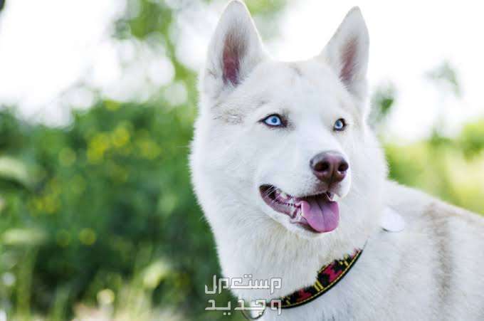كلب هاسكي ابيض تعرف عليه في السعودية العيون الزرقاء لكلب الهاسكي