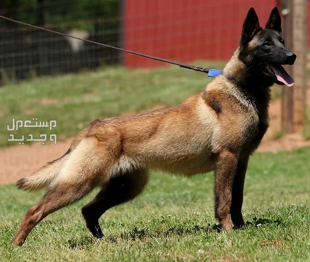 تعرف على أفضل 10 أنواع كلاب حراسة للمنازل في الأردن كلب مالينو البلجيكي