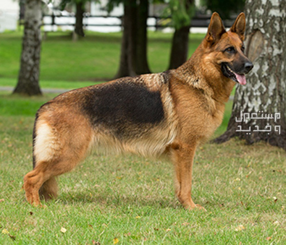 تعرف على أفضل 10 أنواع كلاب حراسة للمنازل في الأردن كلب الراعي الألماني