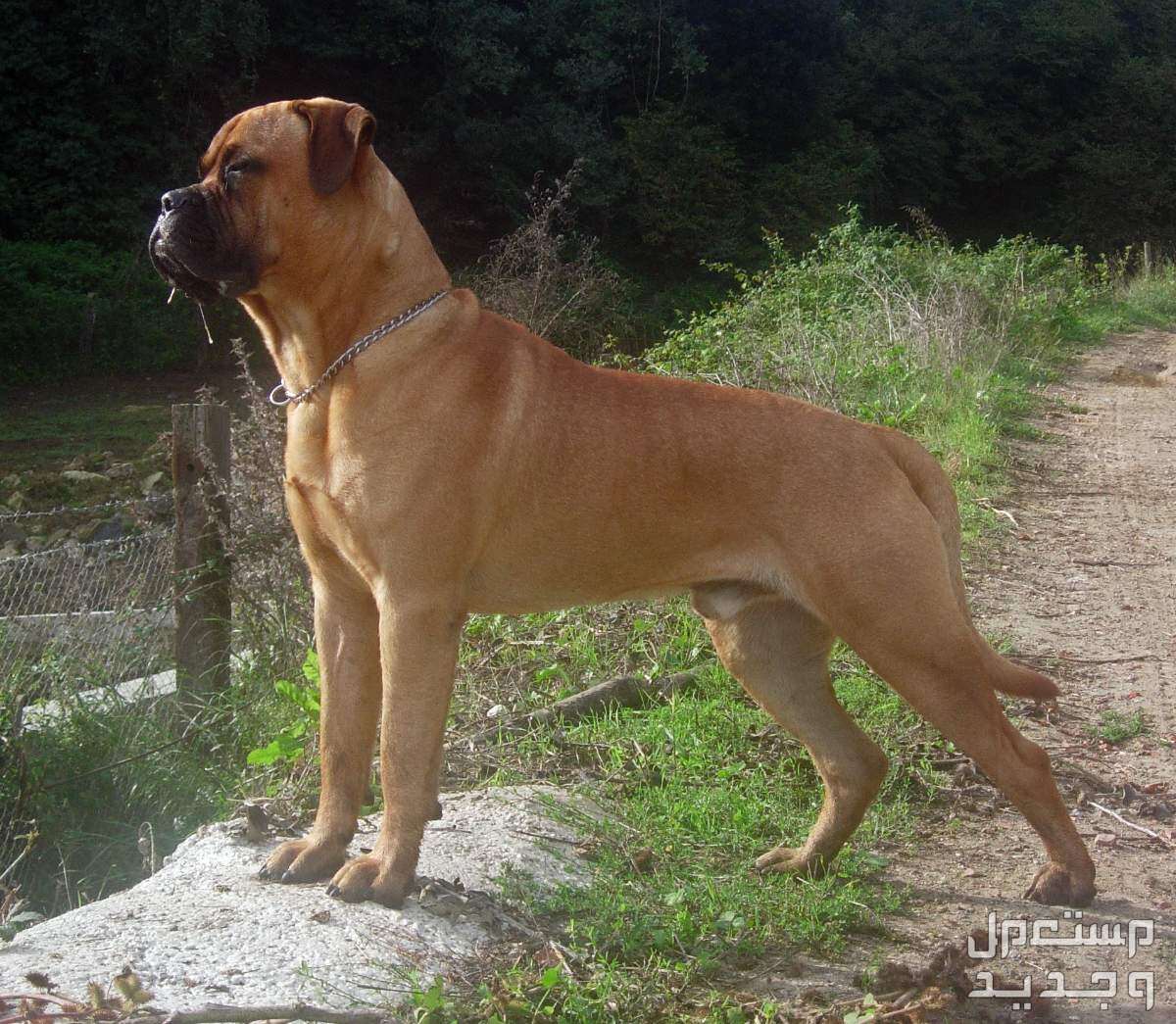 تعرف على أفضل 10 أنواع كلاب حراسة للمنازل في العراق كلب بول ماستيف