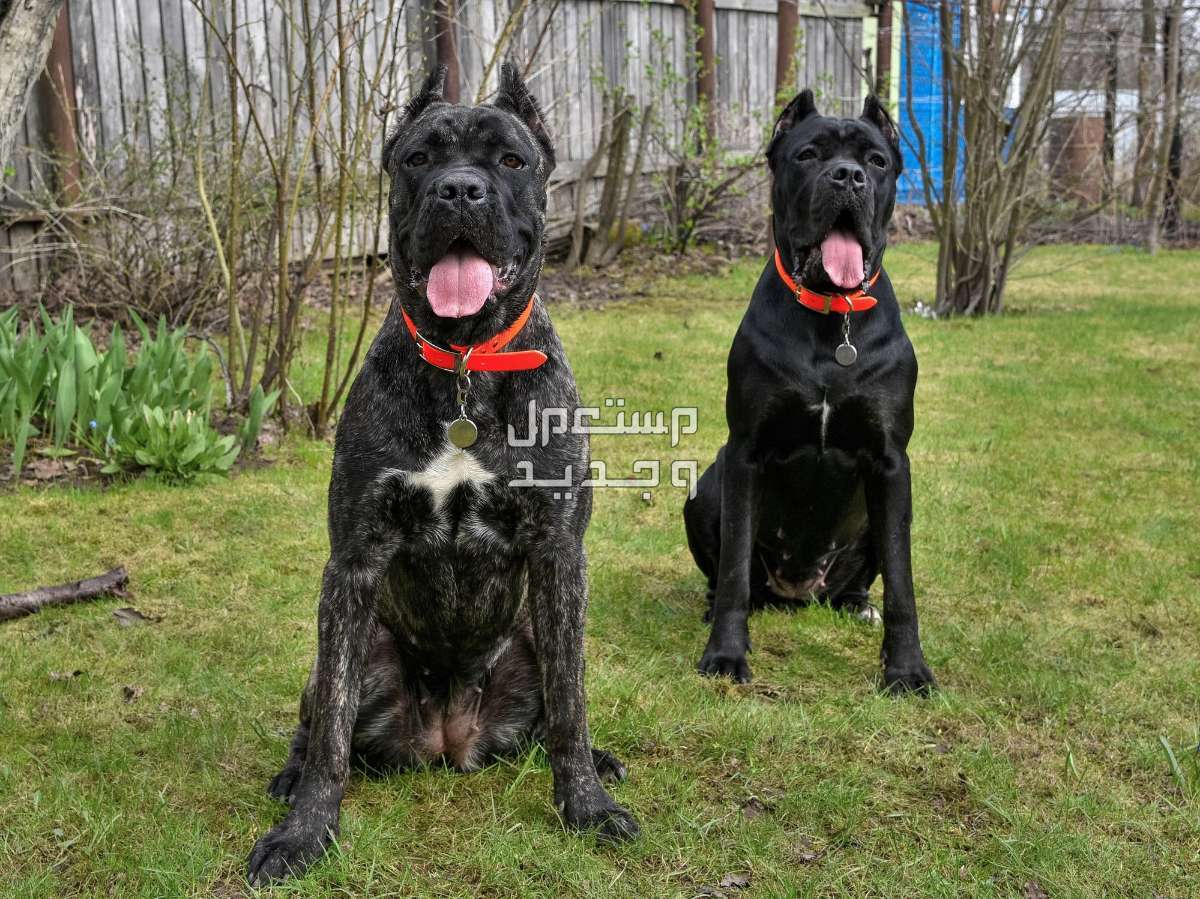 تعرف على أفضل 10 أنواع كلاب حراسة للمنازل بالصور كلاب حراسة