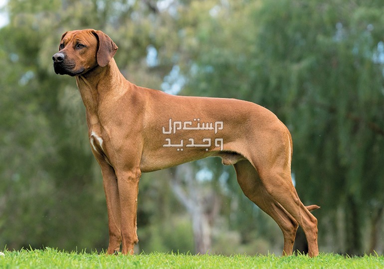 تعرف على أفضل 10 أنواع كلاب حراسة للمنازل في الأردن كلب روديسيان ريدج باك
