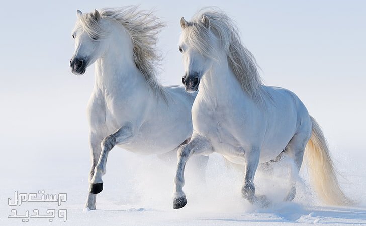 شاهد خلفيات خيول فخمة لمحبي الخيول في المغرب خيول بيضاء