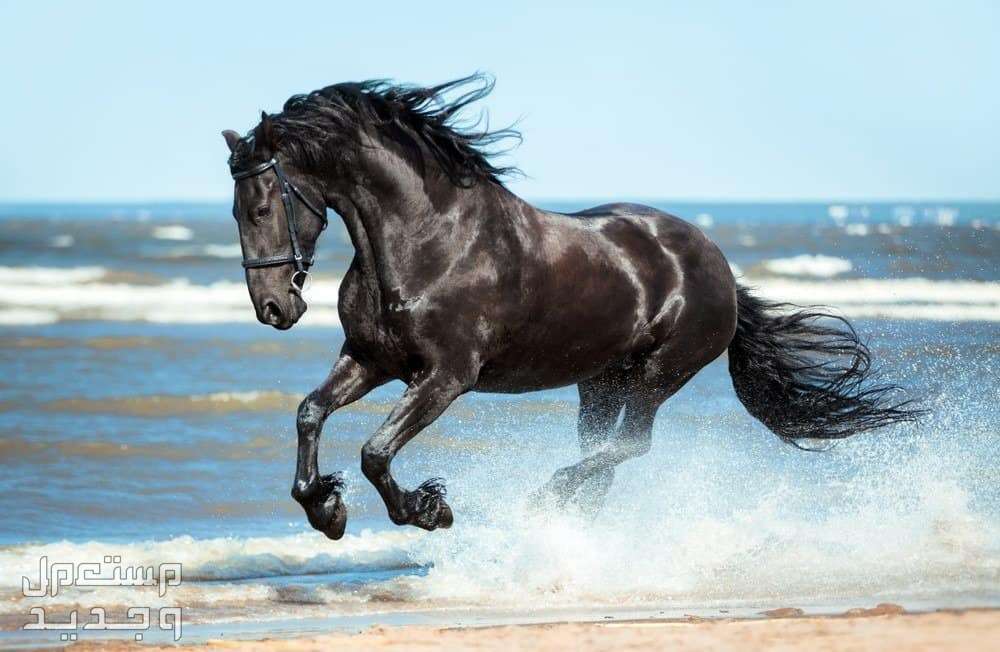 شاهد خلفيات خيول فخمة لمحبي الخيول خيل أسود مميز
