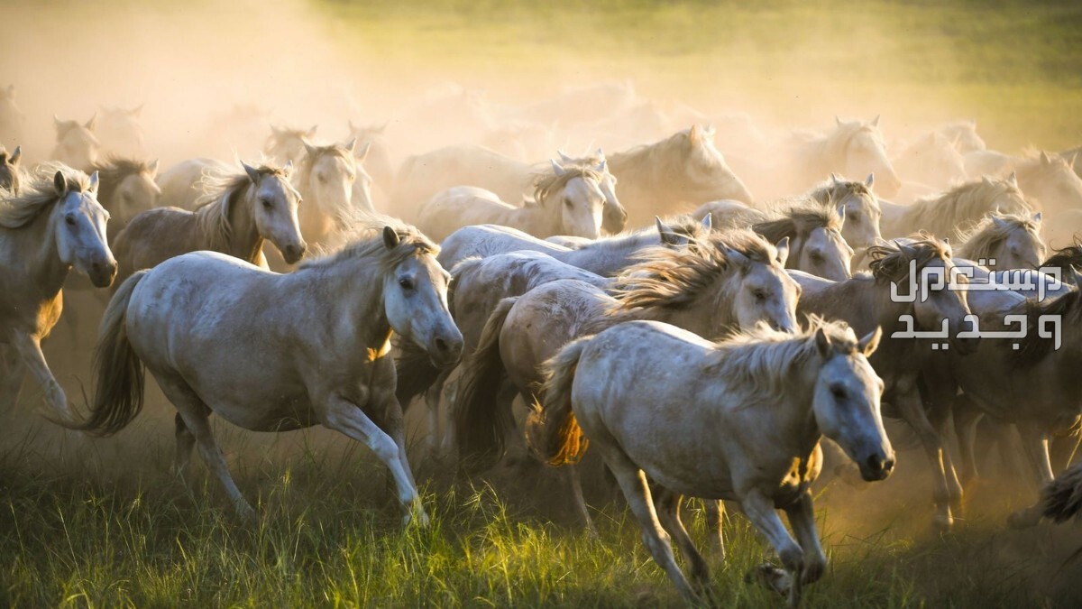 شاهد خلفيات خيول فخمة لمحبي الخيول في الجزائر خيول كثيرة تركض