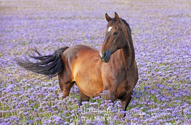 شاهد خلفيات خيول فخمة لمحبي الخيول خيل داخل حقل الورود