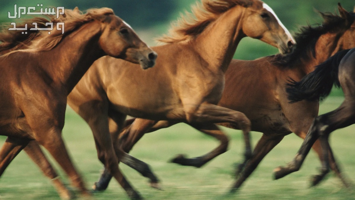 شاهد خلفيات خيول فخمة لمحبي الخيول خيول سريعة