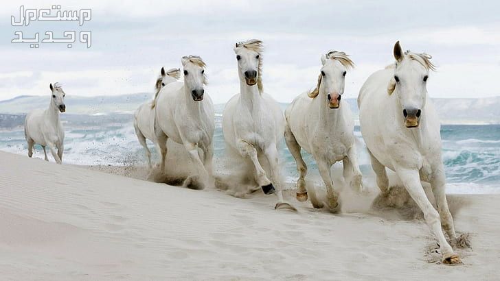 شاهد خلفيات خيول فخمة لمحبي الخيول في المغرب خيول تجري على الشاطئ