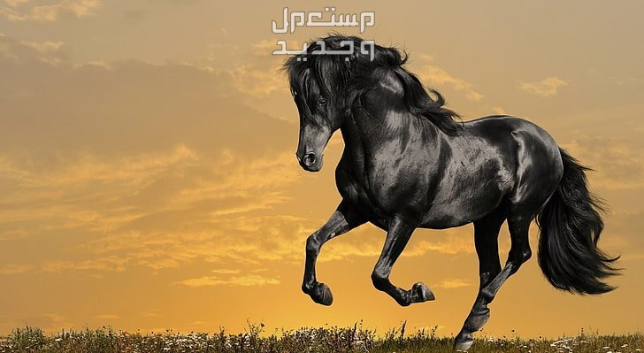 شاهد خلفيات خيول فخمة لمحبي الخيول في سوريا الجاذبية والأناقة في الحصان الأسود