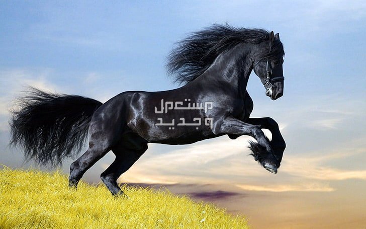 شاهد خلفيات خيول فخمة لمحبي الخيول في الجزائر خيل أسود بشعر كثيف