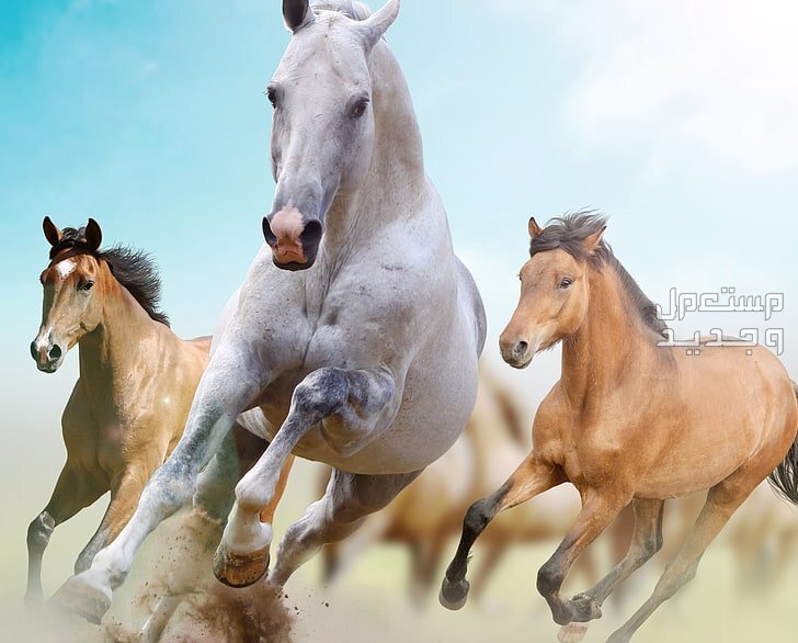 شاهد خلفيات خيول فخمة لمحبي الخيول في الجزائر خيول أقوياء متنوعة