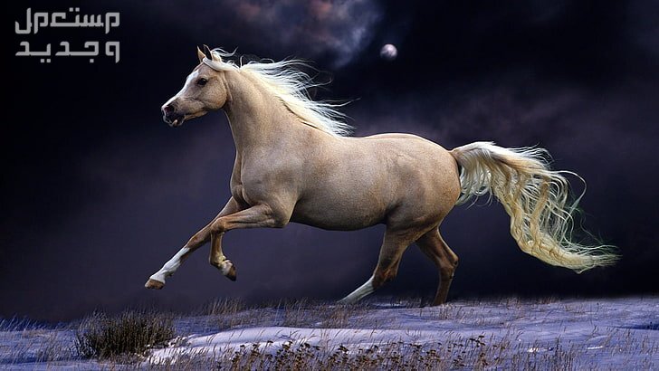 شاهد خلفيات خيول فخمة لمحبي الخيول في الجزائر خيل يركض تحت أضواء القمر