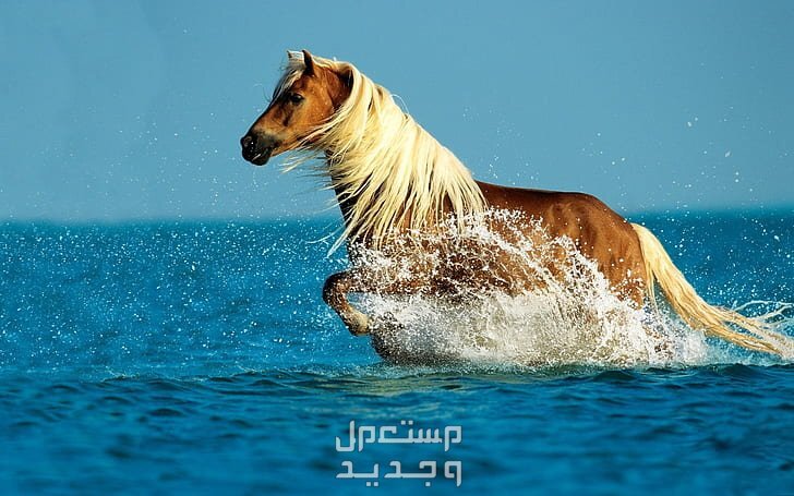 شاهد خلفيات خيول فخمة لمحبي الخيول خيل يركض داخل البحر