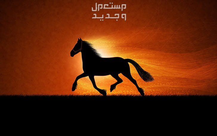 شاهد خلفيات خيول فخمة لمحبي الخيول خيل يتمشى أثناء الغروب