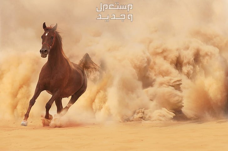 شاهد خلفيات خيول فخمة لمحبي الخيول خيل يركض في الصحراء