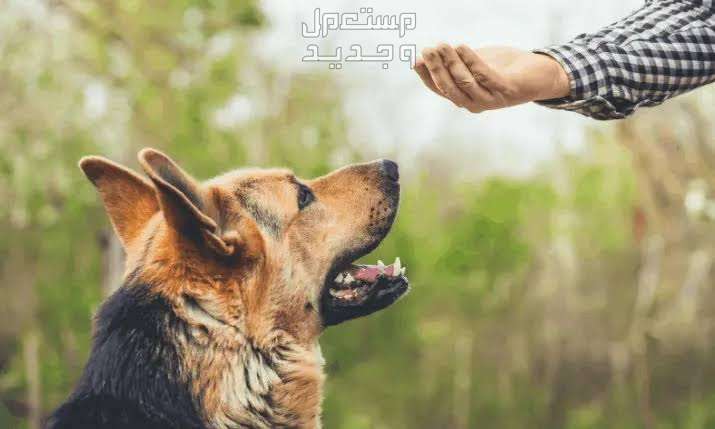 تعلم كيفية تدريب الكلاب الجيرمن للمبتدئين كلب جيرمن جالس أمام مدربه