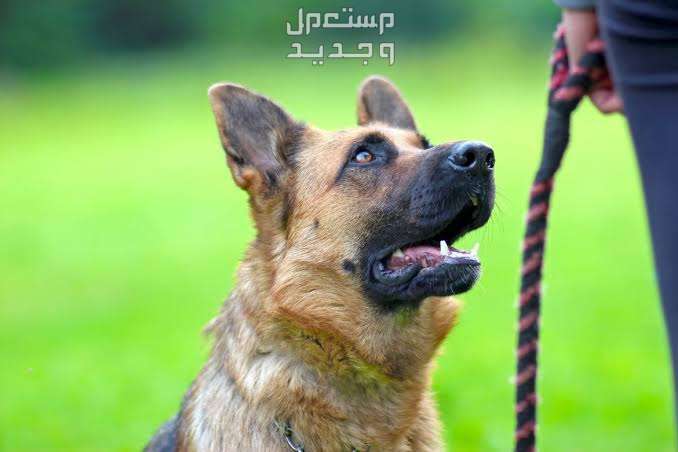 تعلم كيفية تدريب الكلاب الجيرمن للمبتدئين كلب جيرمن مستعد