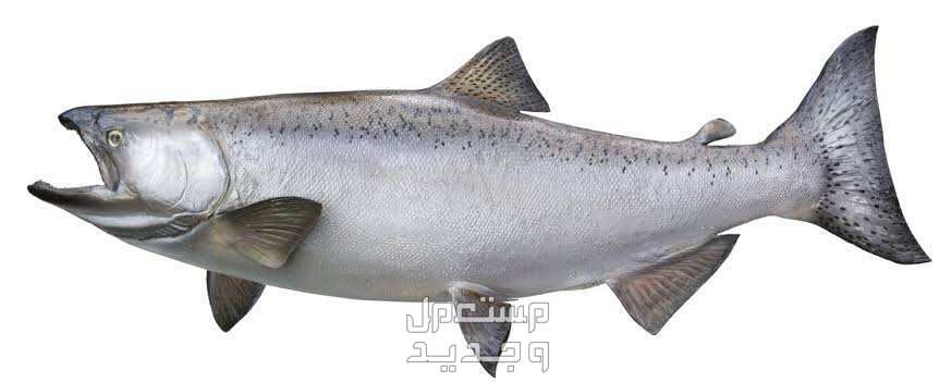 تعرف على أشهر أنواع اسماك السلمون سلمون شينوك