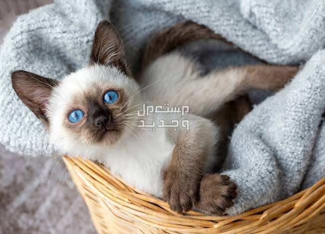 تعرف على أرخص أنواع القطط الجميلة في الجزائر قط سيامي