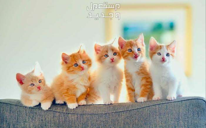 تعرف على أرخص أنواع القطط الجميلة في فلسطين قطط صغيرة