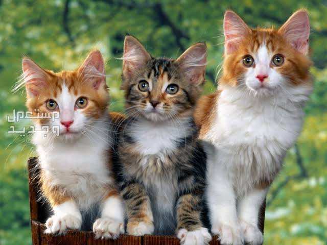 تعرف على أرخص أنواع القطط الجميلة في الجزائر قطط من سلالات متنوعة