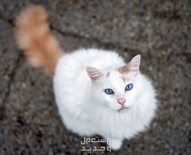 تعرف على أرخص أنواع القطط الجميلة في الجزائر قط الفان التركي
