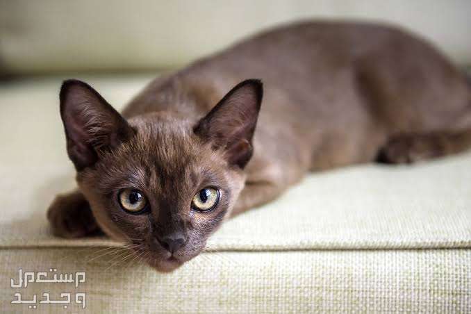 تعرف على أرخص أنواع القطط الجميلة في عمان قط بورمي