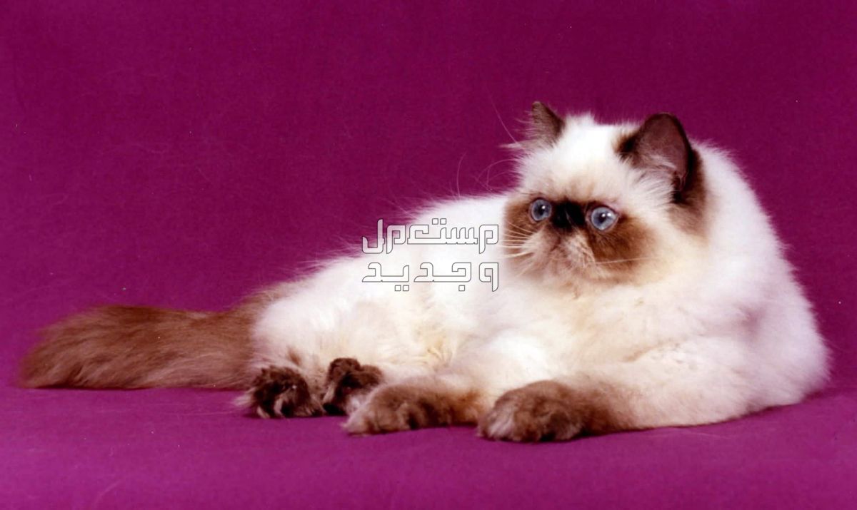 تعرف على أرخص أنواع القطط الجميلة في الجزائر قط الهملايا