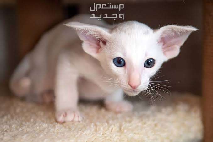 تعرف على أرخص أنواع القطط الجميلة قط شرقي قصير الشعر
