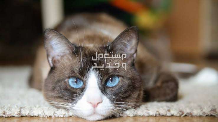 تعرف على أرخص أنواع القطط الجميلة في الكويت قط ذو أقدام بيضاء
