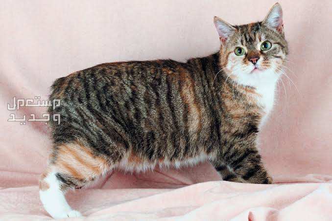 تعرف على أرخص أنواع القطط الجميلة في الجزائر قط المانكس