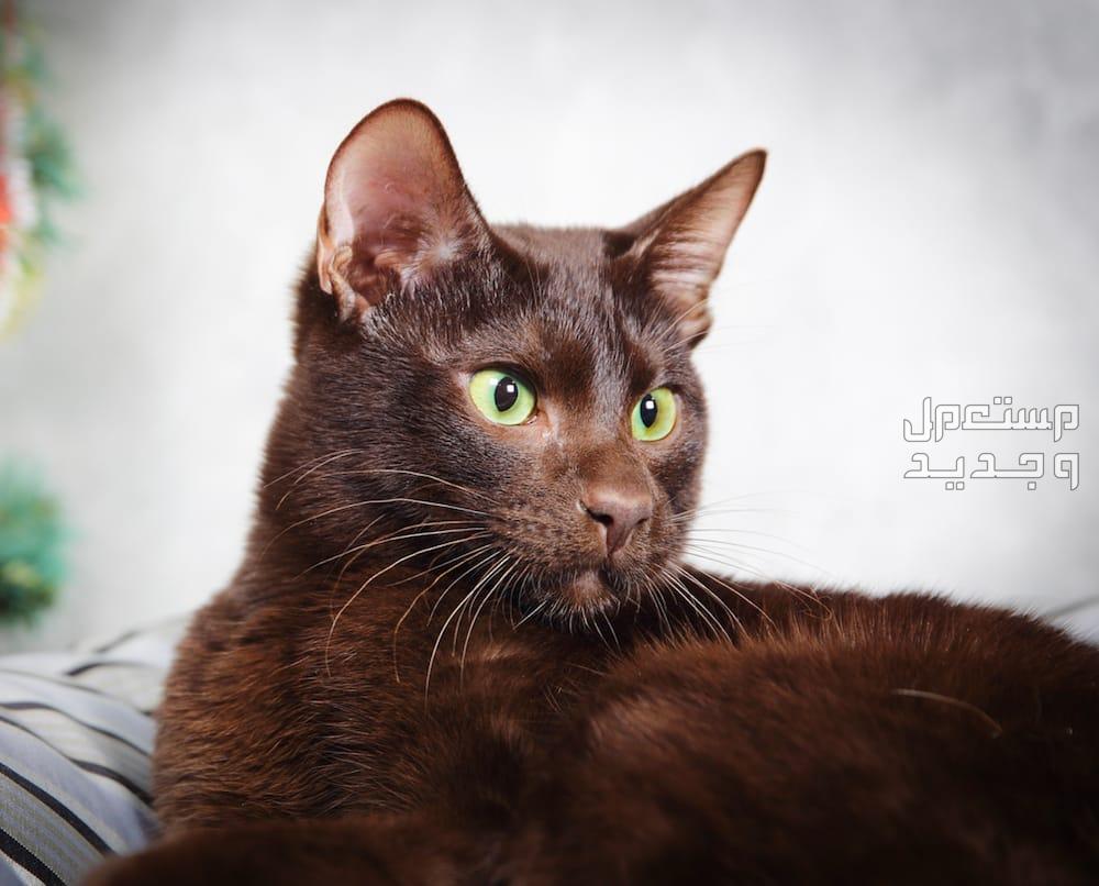 تعرف على أرخص أنواع القطط الجميلة في عمان قط الهافانا البني