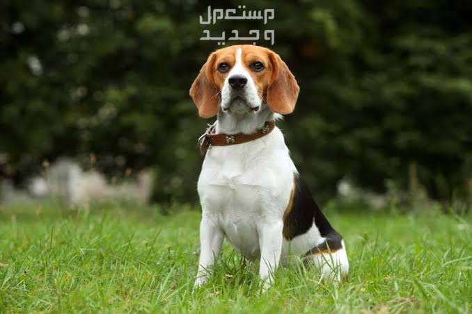 كلاب بيجل تعرف على أبرز مميزاتهم الفريدة في الجزائر شخصية كلب البيجل