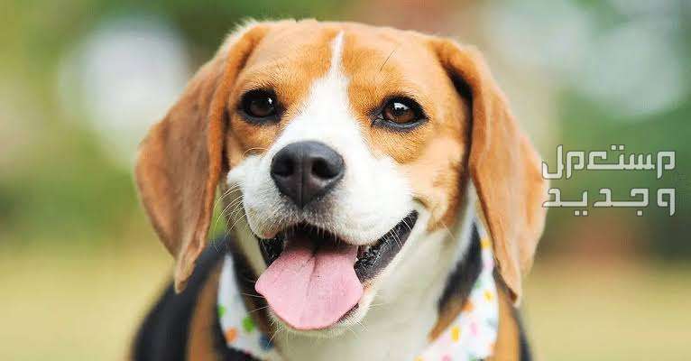 كلاب بيجل تعرف على أبرز مميزاتهم الفريدة في قطر وجه كلب البيجل
