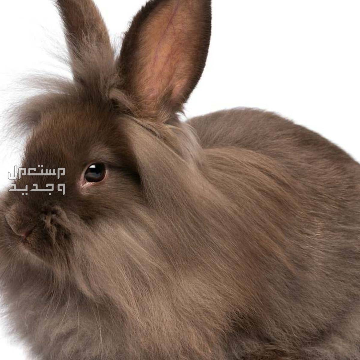 تعرف على ارانب تيدي بير اللطفاء أرنب تيدي بير بني