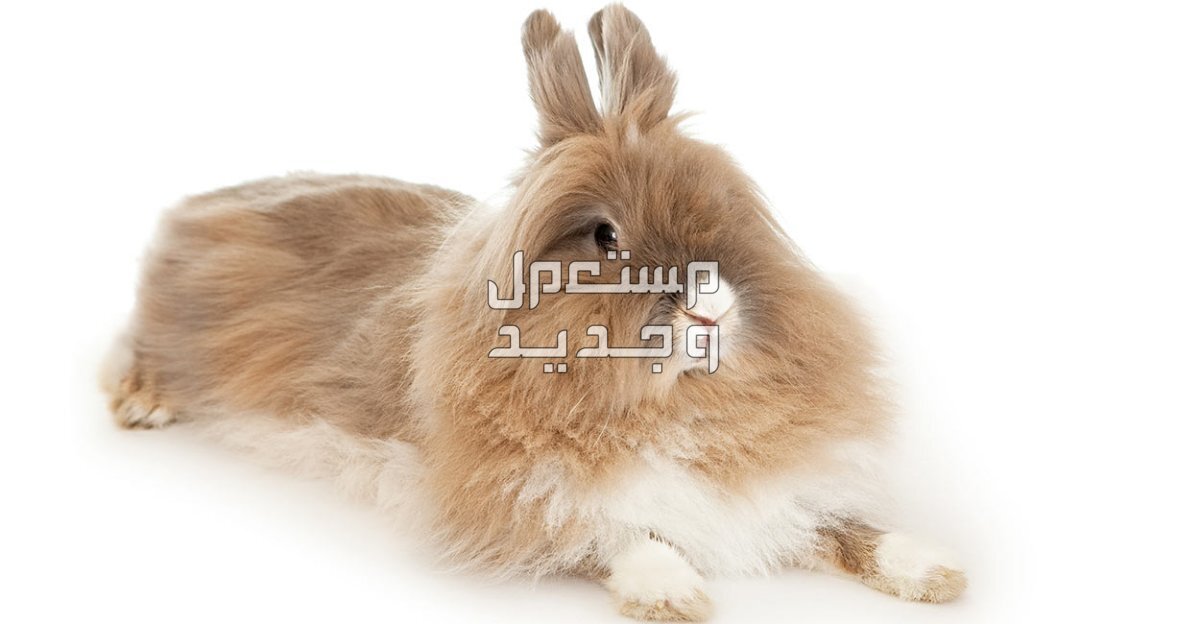 تعرف على ارانب تيدي بير اللطفاء شعر رأس الأسد الكثيف