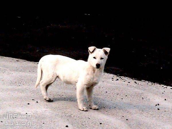تعرف على بعض أنواع كلاب كورية أليفة ورائعة كلب جيجو (Jeju Dog)