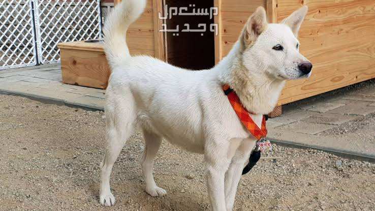 تعرف على بعض أنواع كلاب كورية أليفة ورائعة كلب بونجسان (Pungsan Dog)