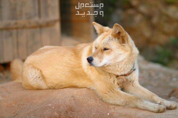 تعرف على بعض أنواع كلاب كورية أليفة ورائعة كلب نوريونجي (Nureongi Dog)
