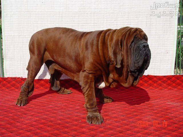 تعرف على بعض أنواع كلاب كورية أليفة ورائعة كلب ماستيف الكوري (-The Korean Mastiff -Dosa/Tosa Dog)