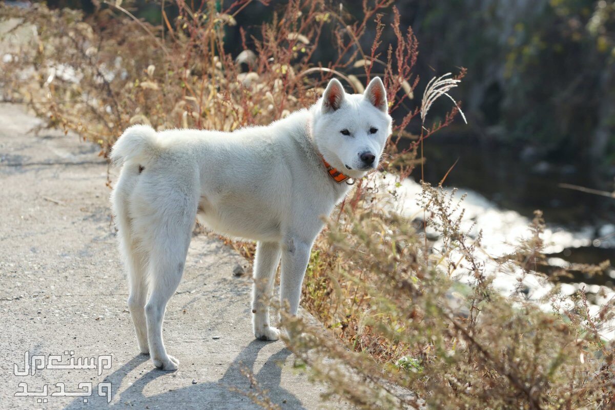 تعرف على بعض أنواع كلاب كورية أليفة ورائعة كلب دونجيونجى (Donggyeongi Dog)