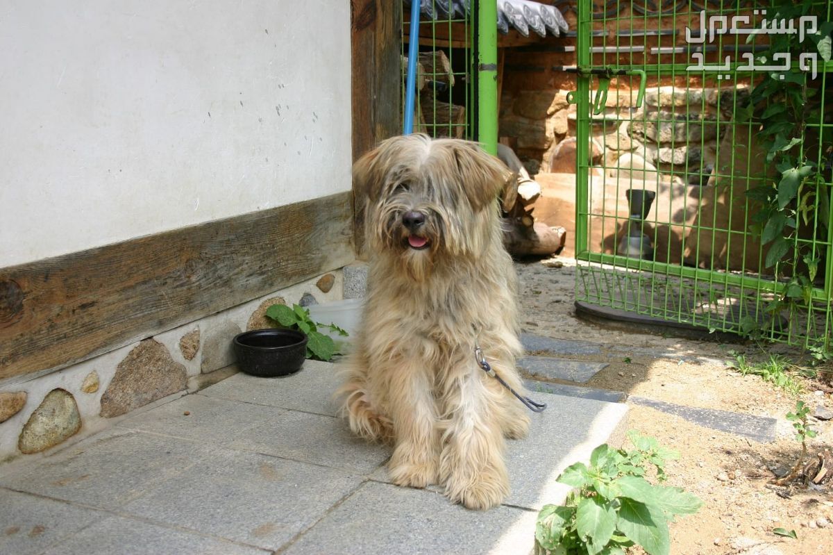 تعرف على بعض أنواع كلاب كورية أليفة ورائعة كلب سابسالي (Sapsali Dog)