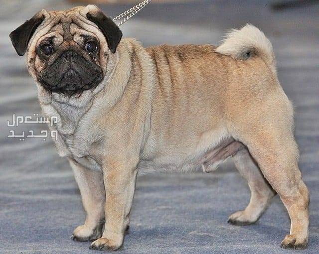 كلاب صينيه - تعرف على أشهر الأنواع الأليفة كلاب البج (Pugs)