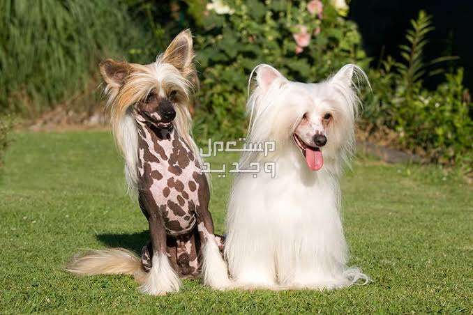 كلاب صينيه - تعرف على أشهر الأنواع الأليفة الكلب المُتَّوج الصيني (Chinese Crested)